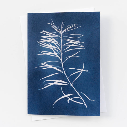 Botanical Cyanotype Card Set of 4