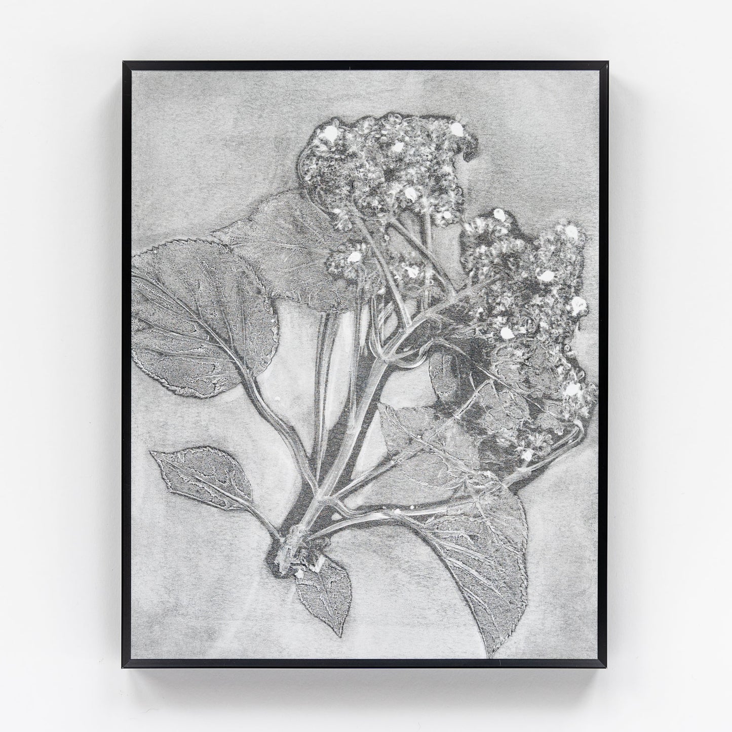Naturewalk Monoprint V