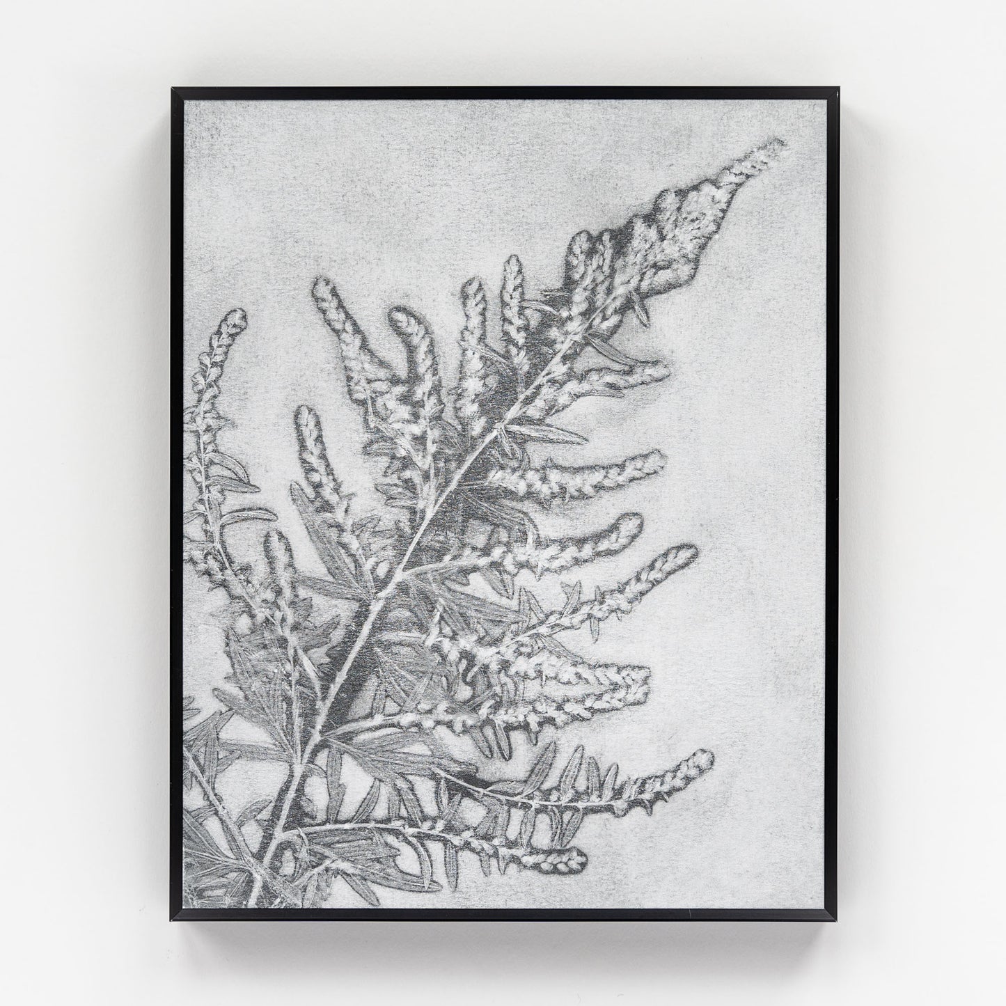 Goldenrod Monoprint