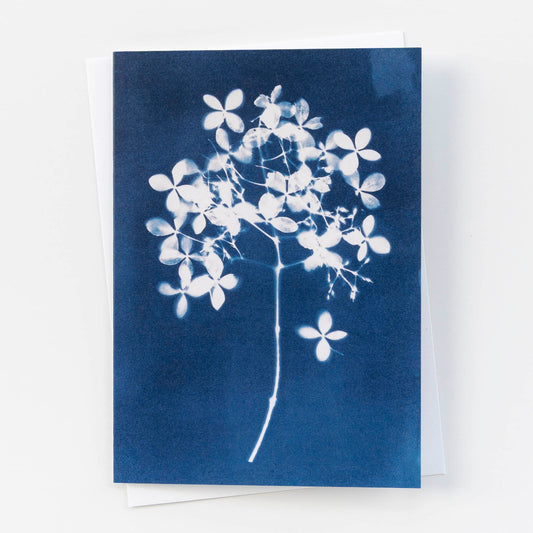Botanical Cyanotype Card | Hydrangea Flowers
