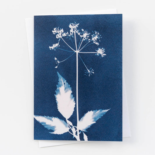 Botanical Cyanotype Card | Wildflower