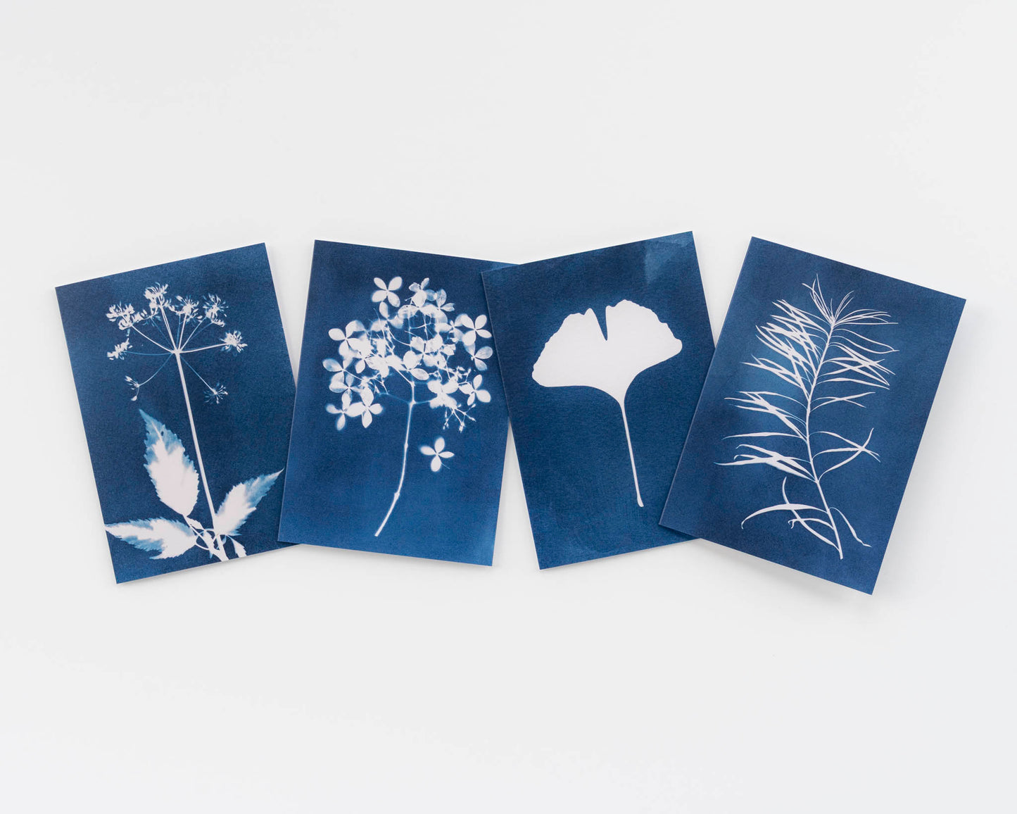 Botanical Cyanotype Card Set of 4
