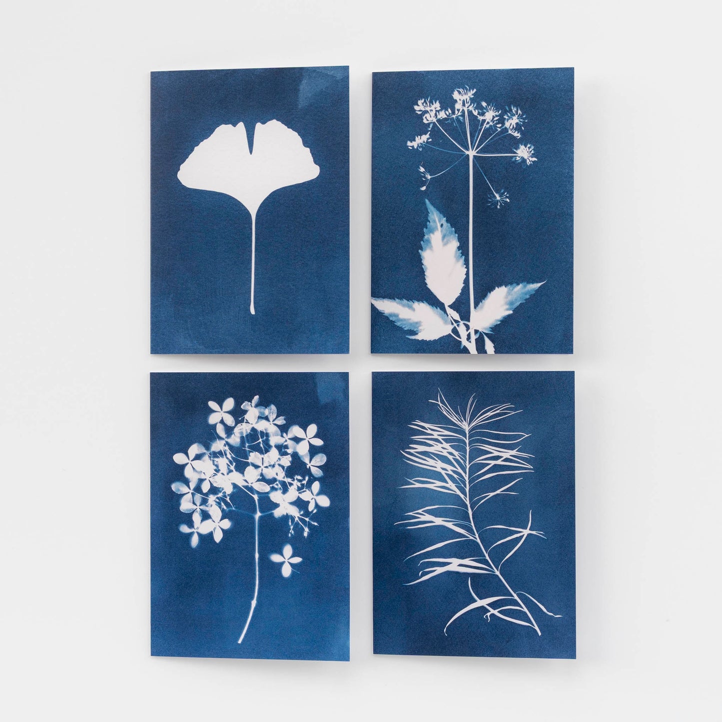 Botanical Cyanotype Card Set of 4