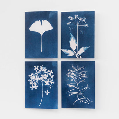 Botanical Cyanotype Card Set of 4