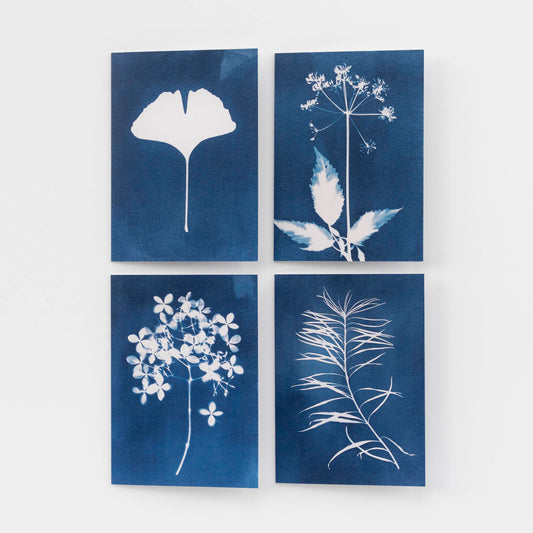 Botanical Cyanotype Card Set of 4