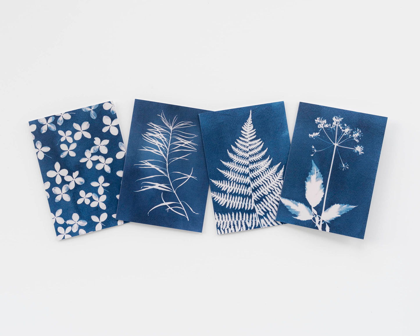 Botanical Cyanotype Card Set of 4