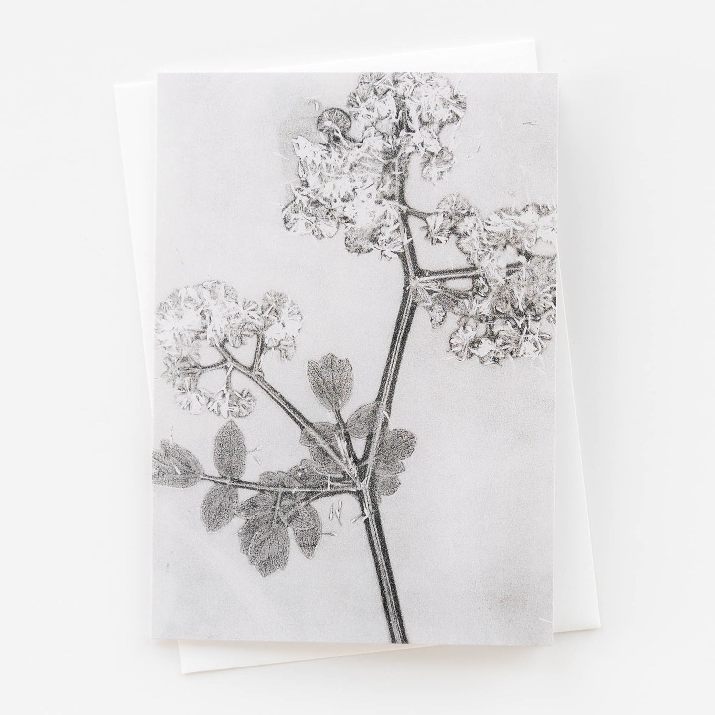 Botanical Print Fine Art Card